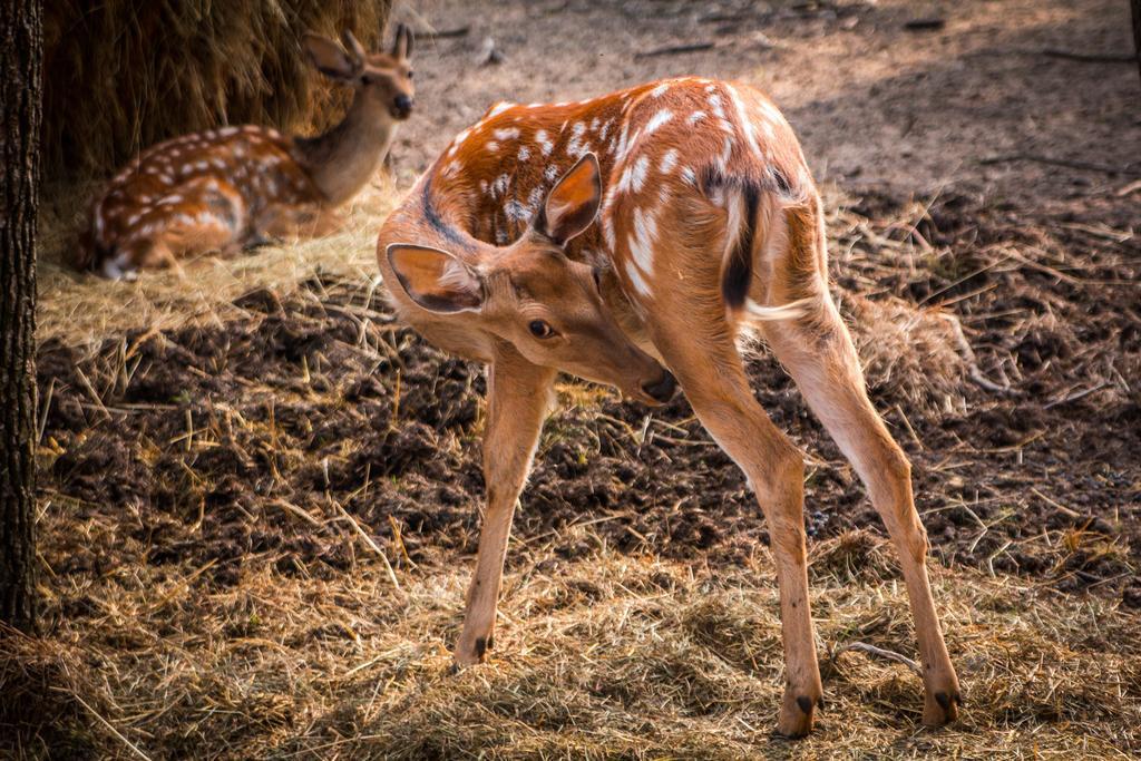 Отель Agrousadba Studinka Girsk Экстерьер фото